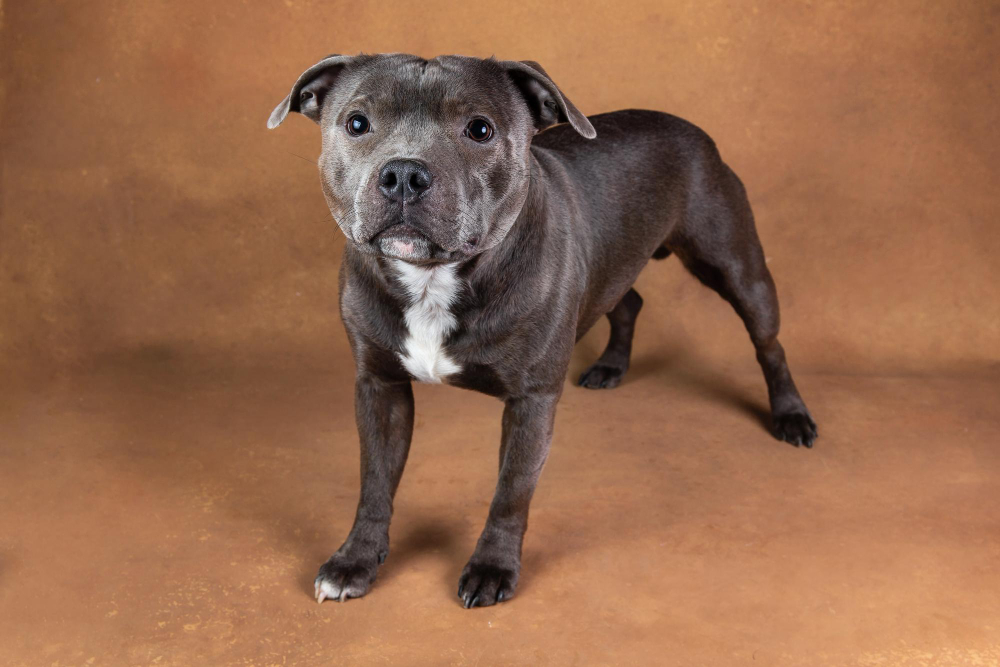 Staffordshire Bull Terrier