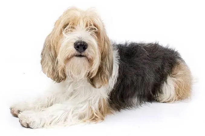 Petit Basset Griffon Vandéen