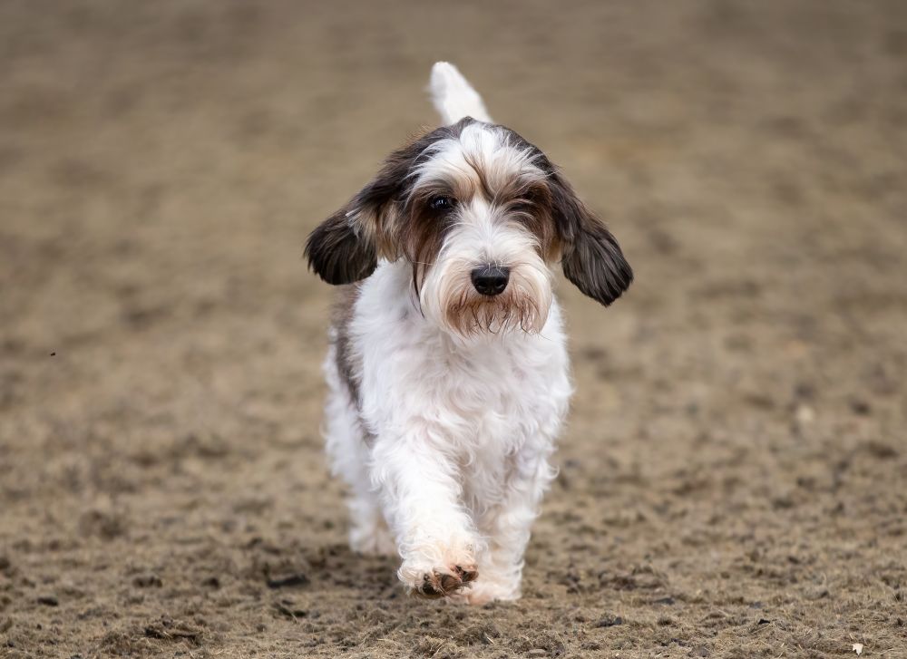 Petit Basset Griffon Vandéen