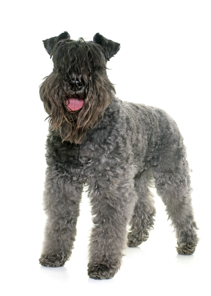 Kerry Blue Terrier