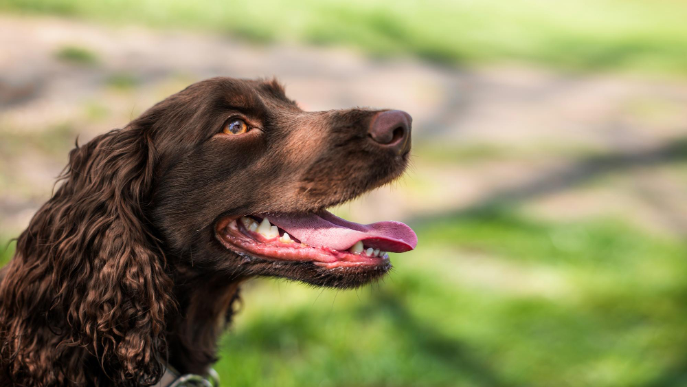 Chien d’oysel allemand