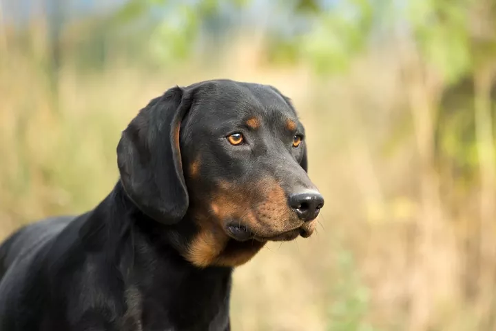 Chien Courant Slovaque