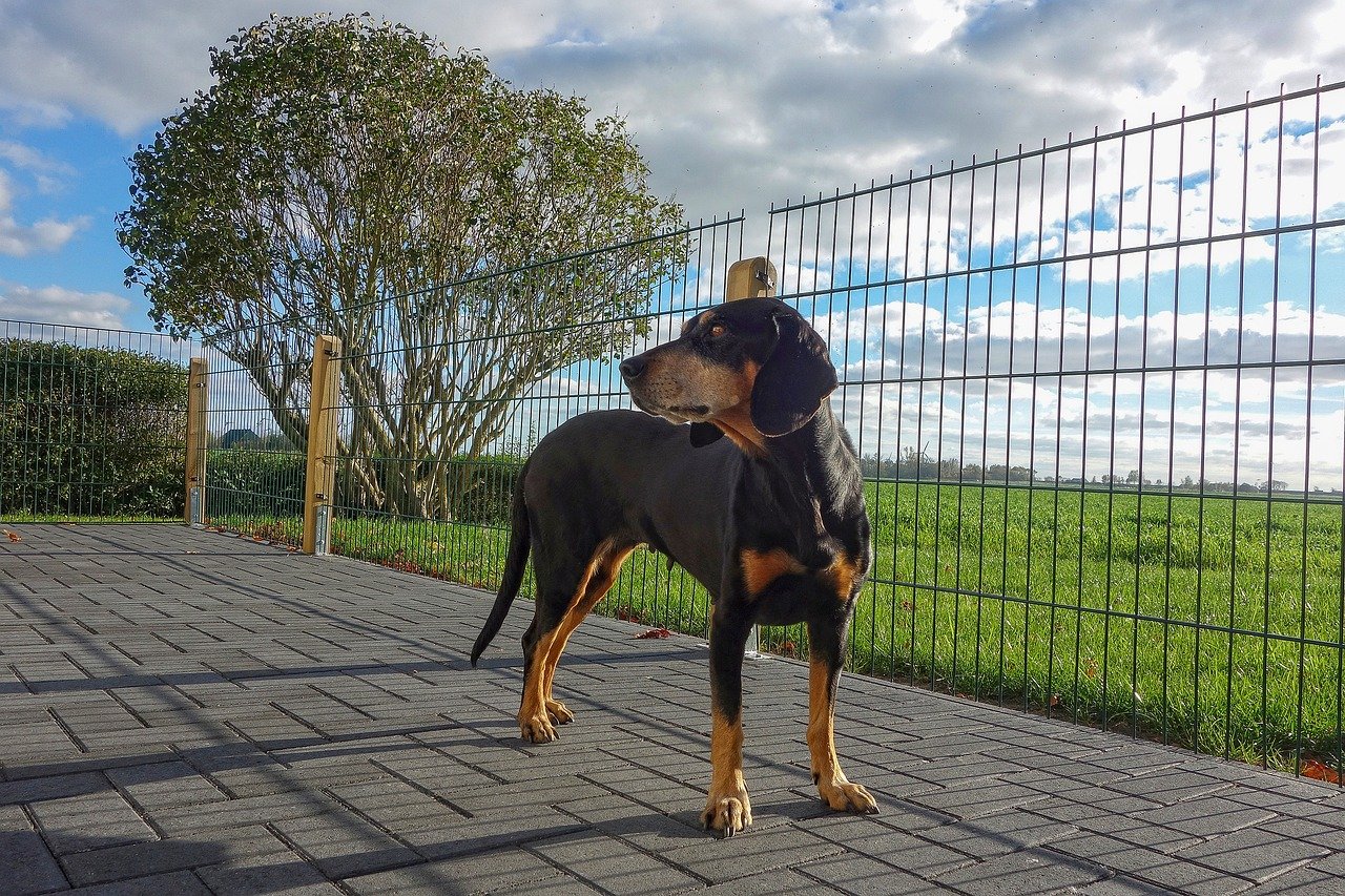 Chien Courant Slovaque