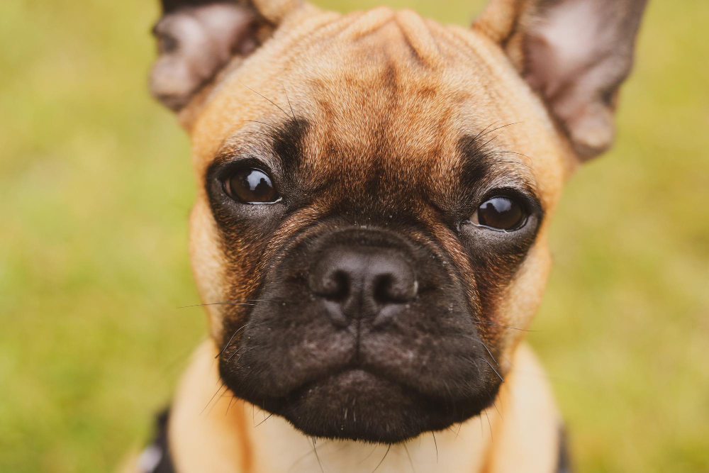 Bouledogue français
