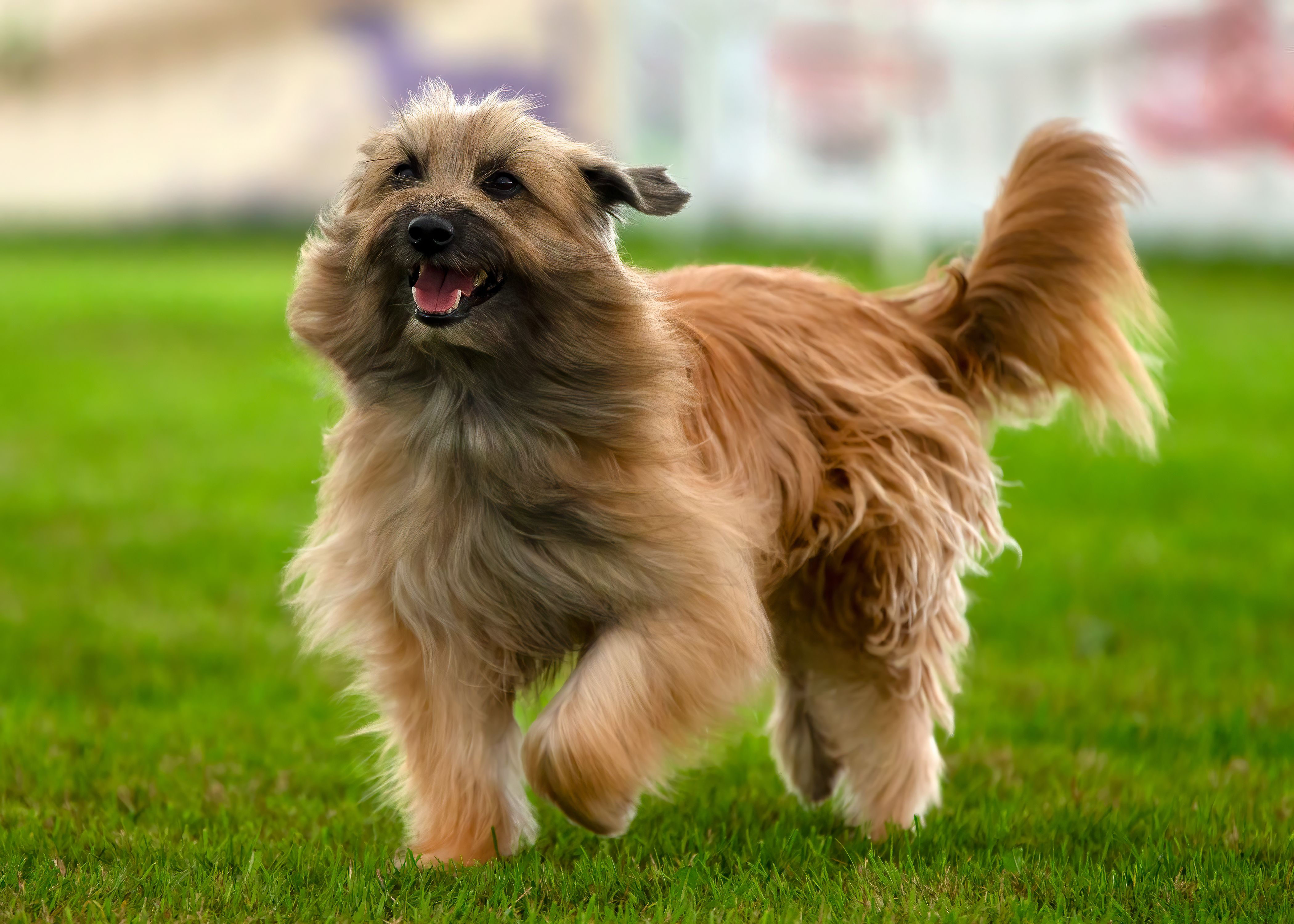 Berger des Pyrénées à Poil Long