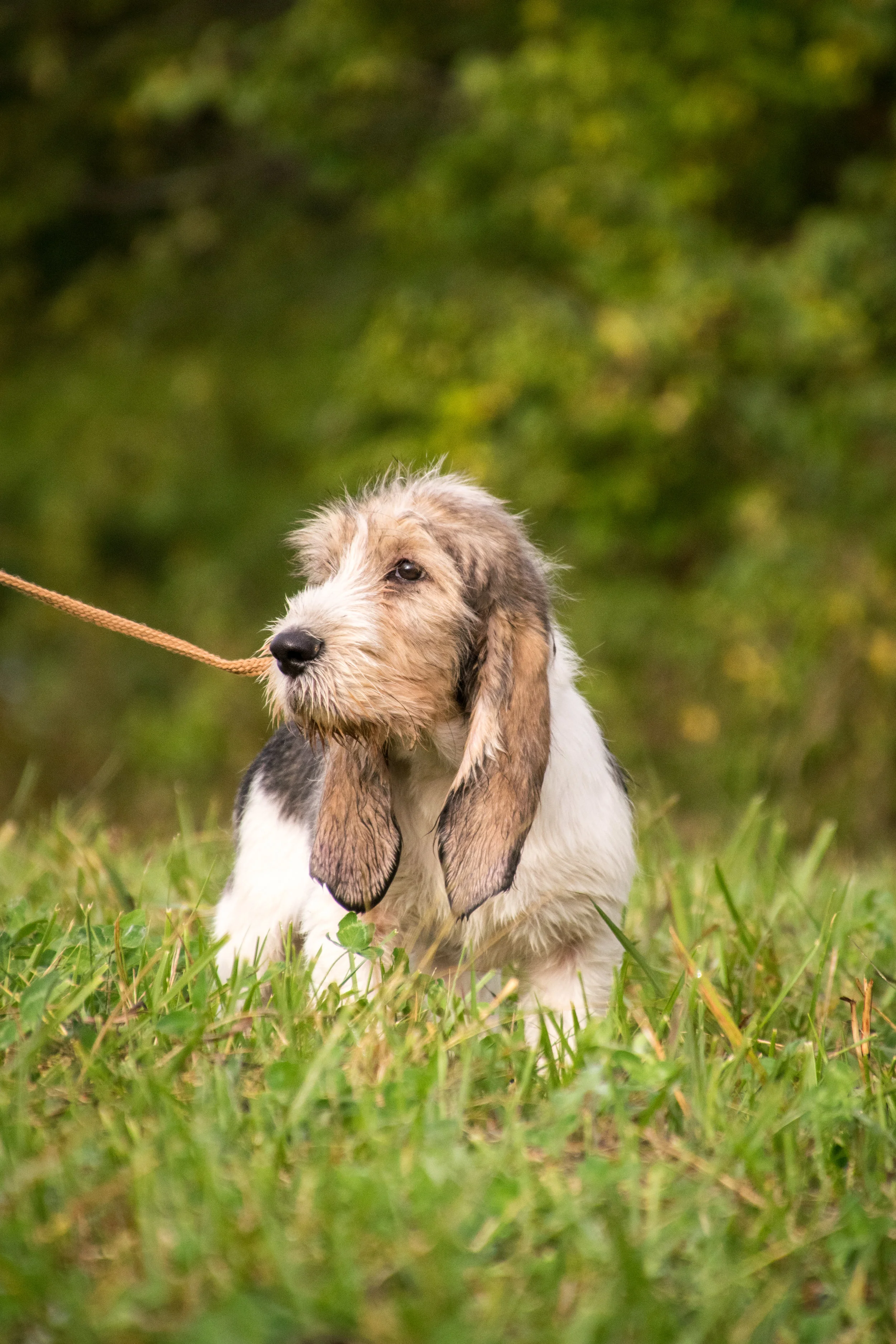 Basset Griffon Vendéen