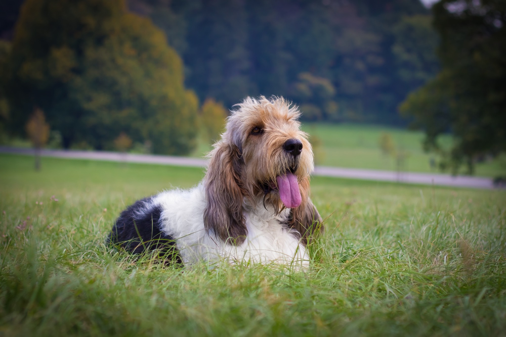 Basset Griffon Vendéen