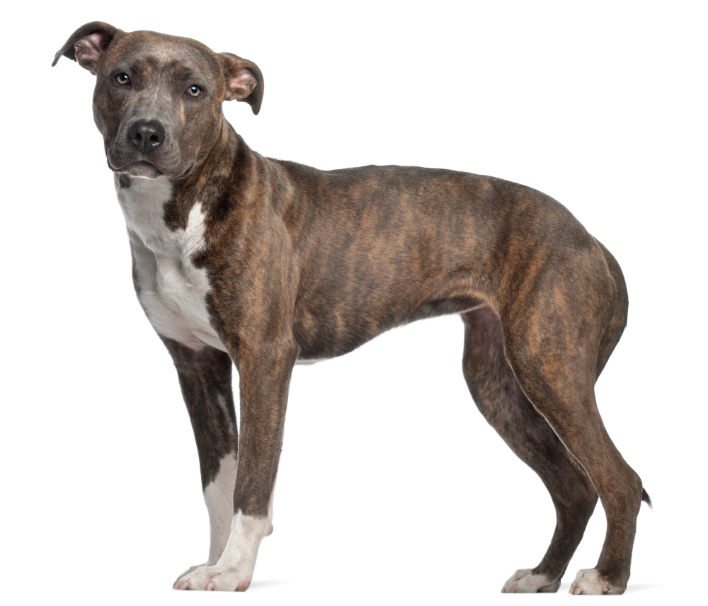 American Staffordshire Terrier