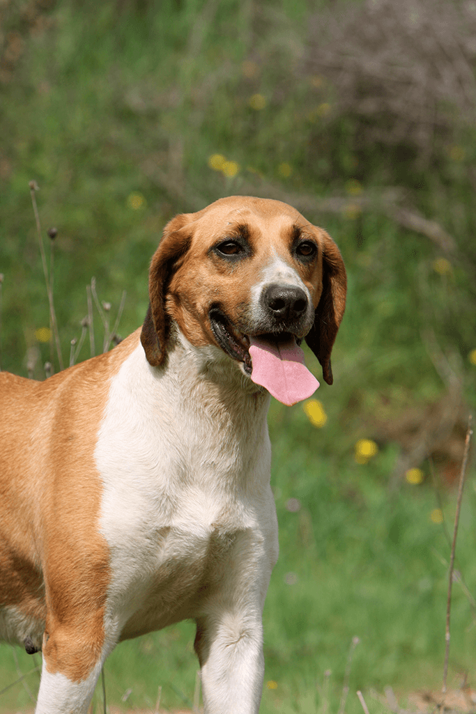 Anglo-Français de Petite Vénerie