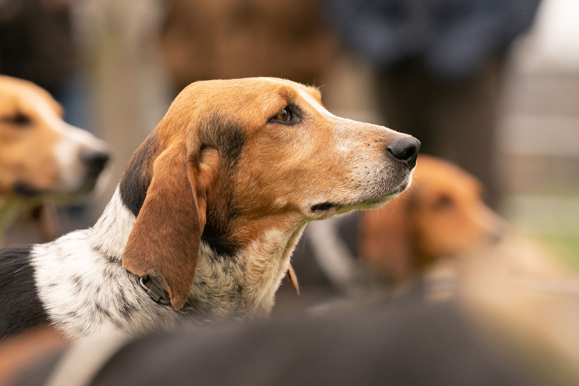 Anglo-Français de Petite Vénerie