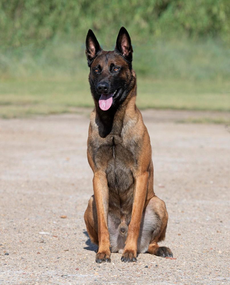 Berger Belge Malinois