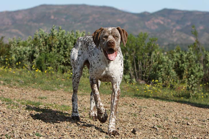 Braque de bourbonnais