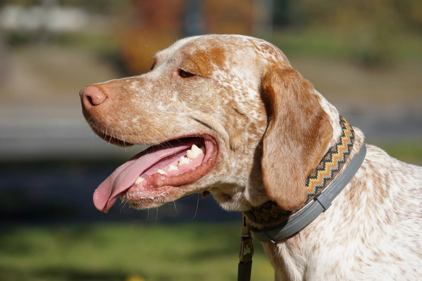 Braque de bourbonnais