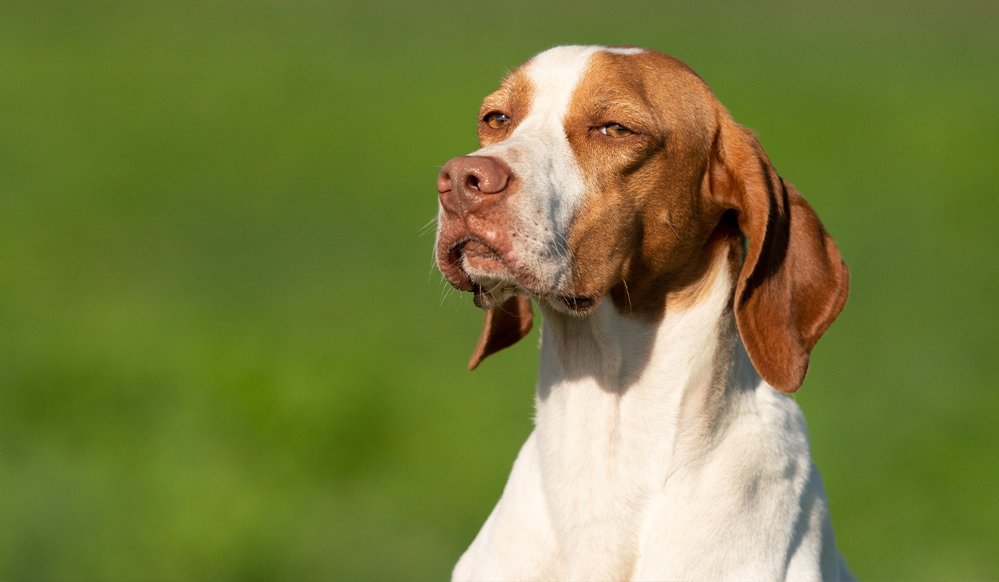 Braque saint germain