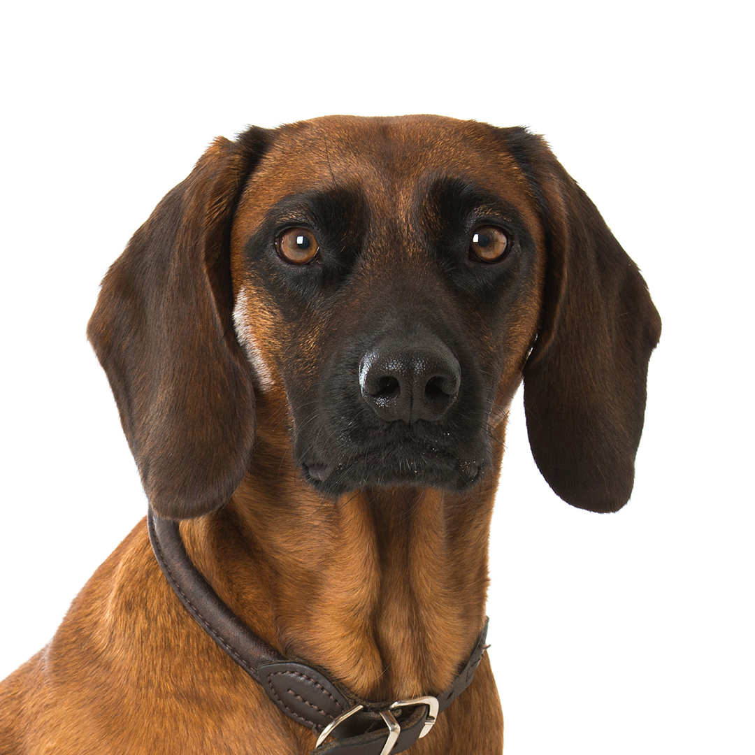 Chien de Rouge de Bavière