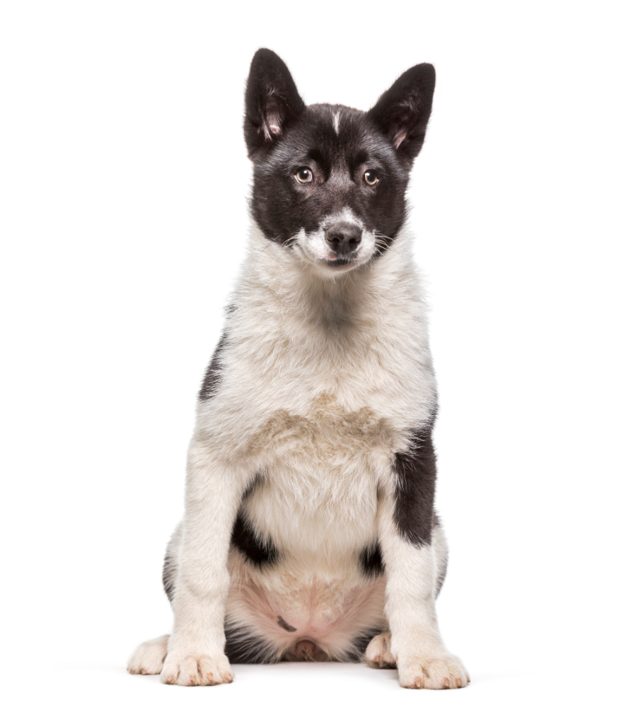 Chien d’ours de Carelie