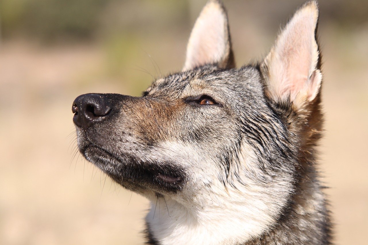 Chien Loup Tchèque