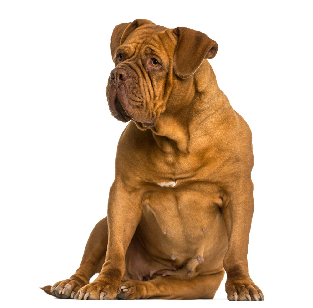 Dogue de Bordeaux