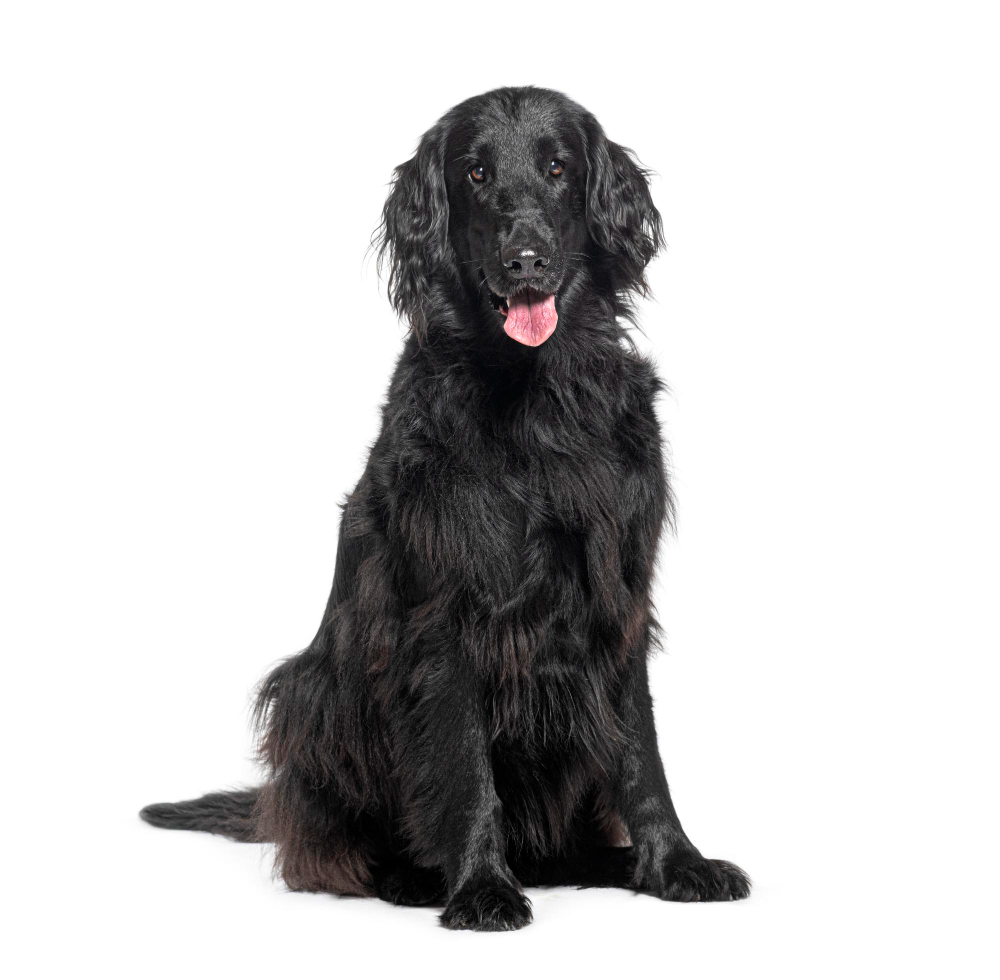 Flat Coated Retriever