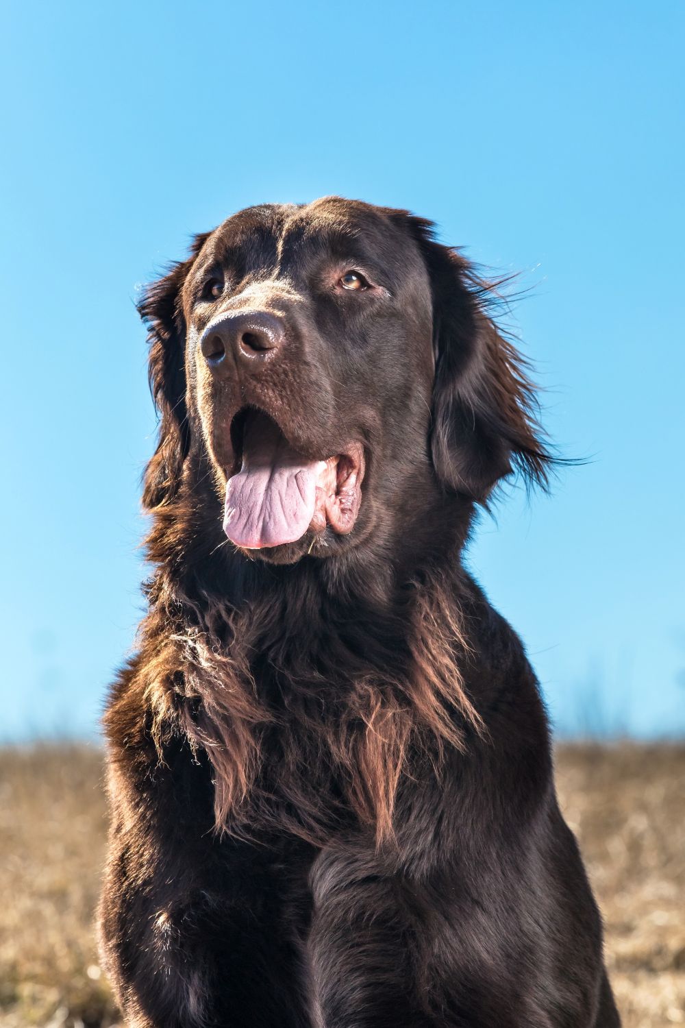 Flat Coated Retriever