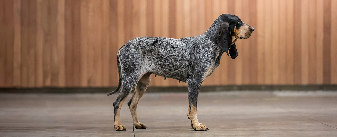 Grand Bleu de Gascogne