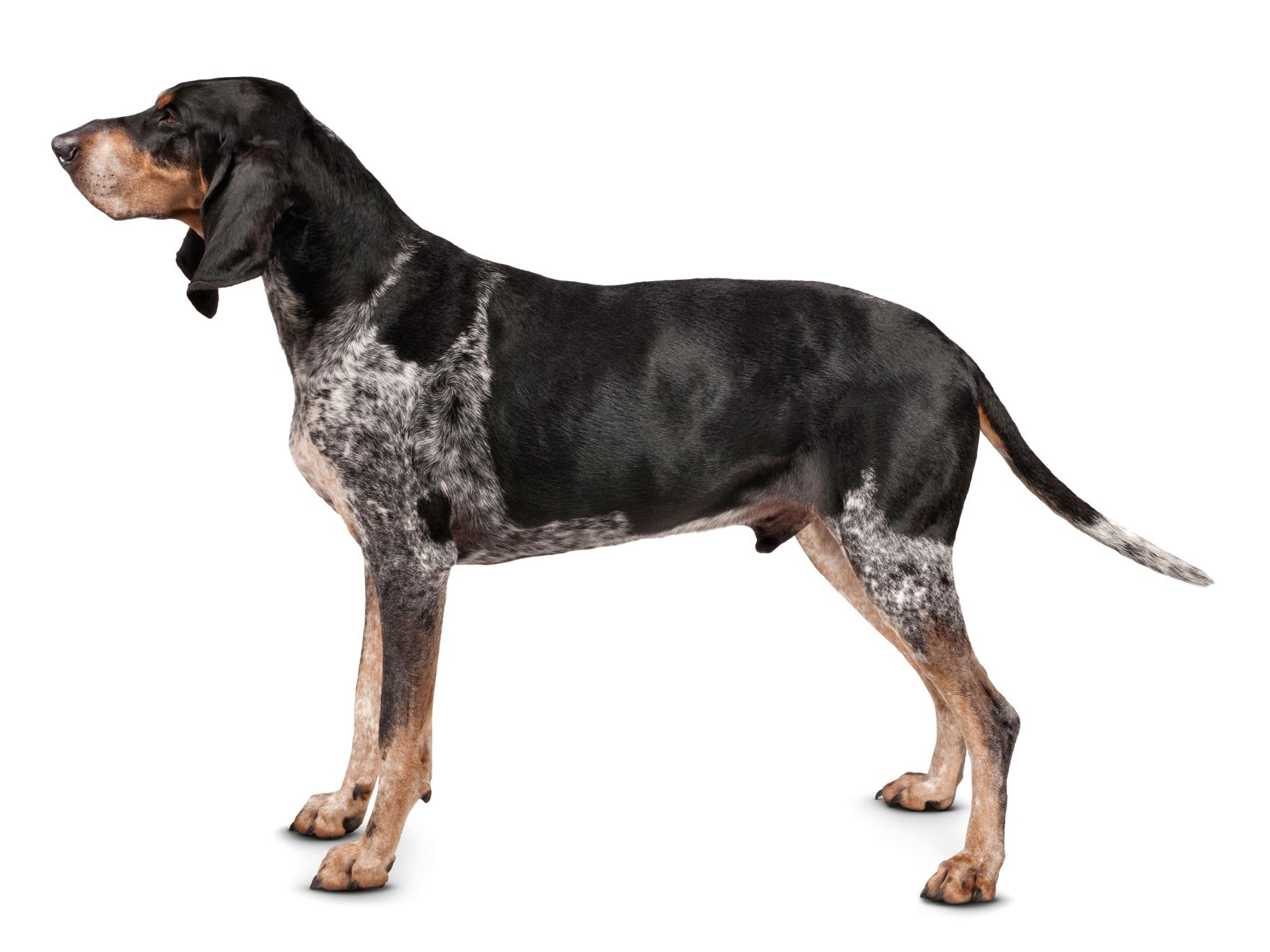 Grand Bleu de Gascogne