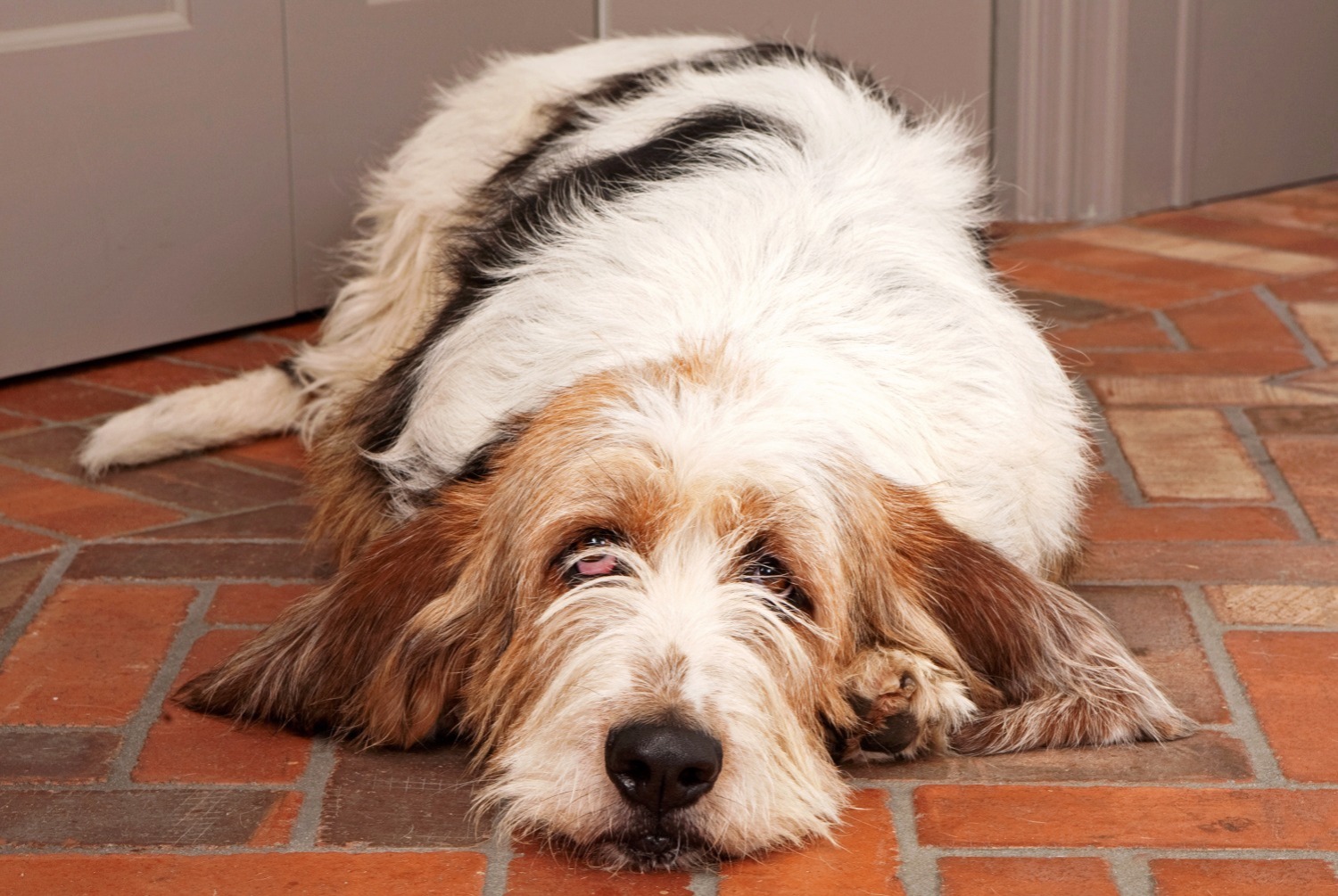 Grand Griffon Vendéen