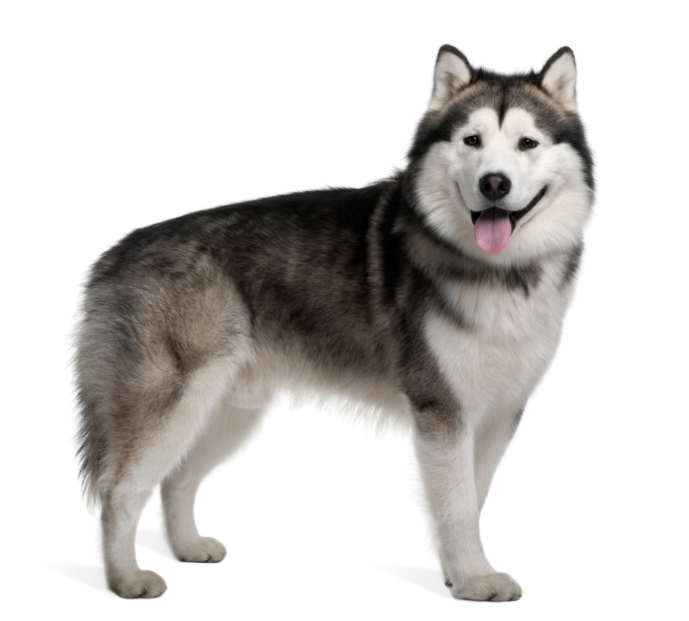 Malamute d'Alaska