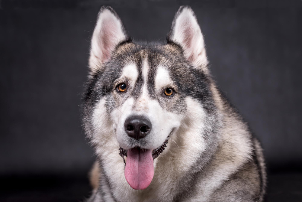 Malamute d'Alaska