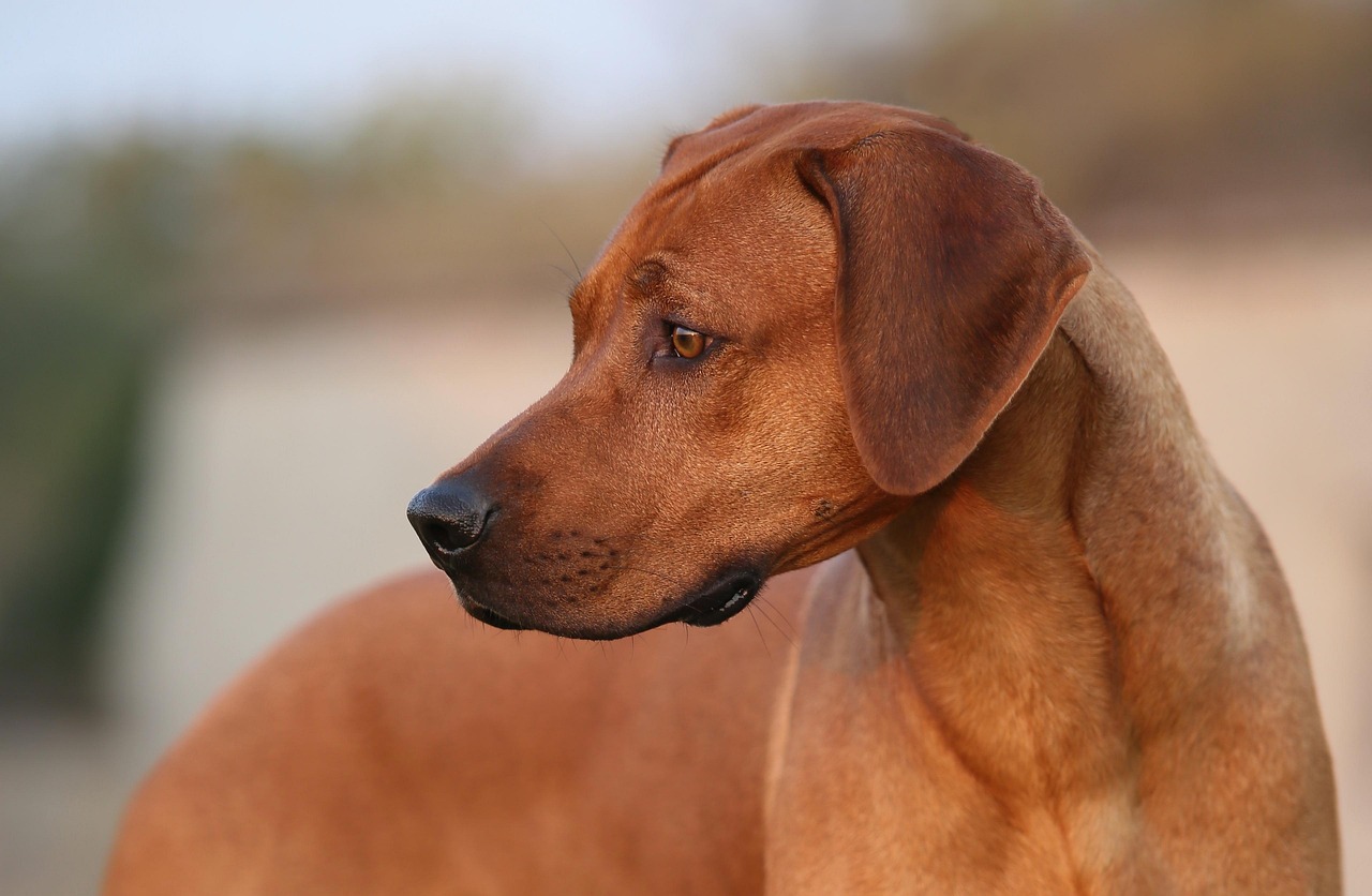 Rhodesian ridgeback