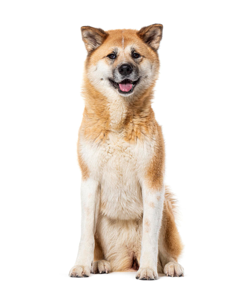 Akita Inu