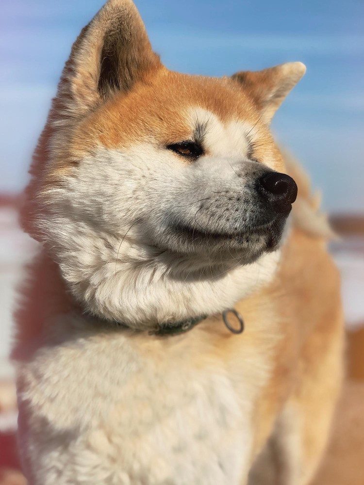 Akita Inu