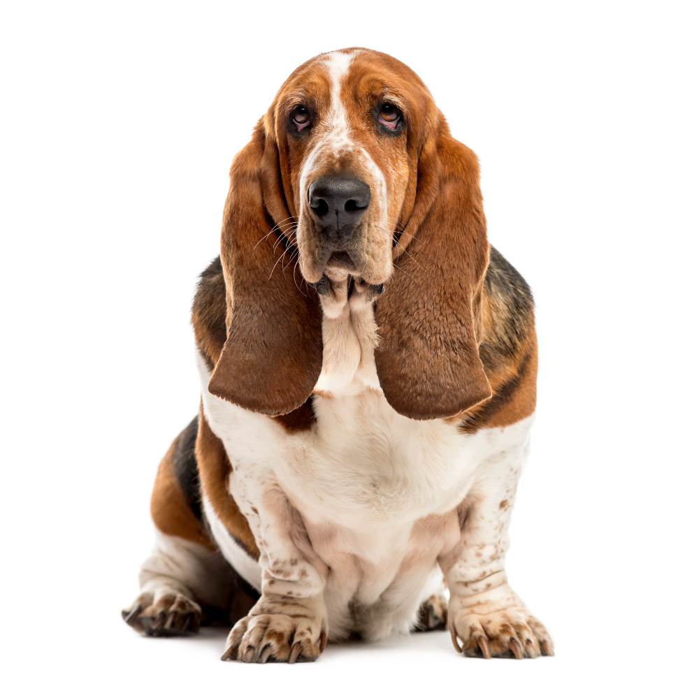 Basset Hound