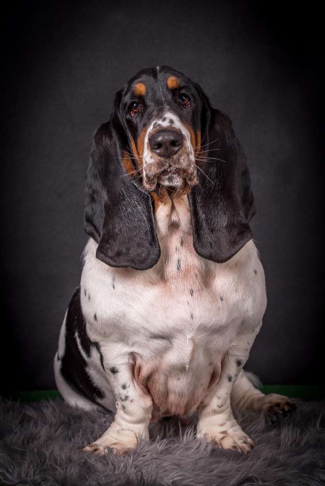 Basset Hound