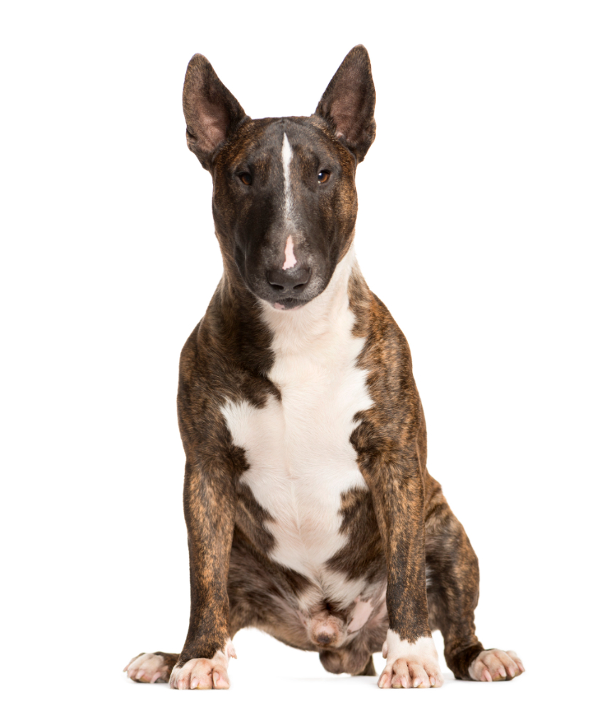 Bull Terrier