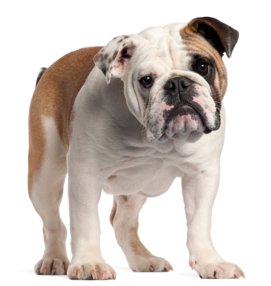 Bulldog Anglais