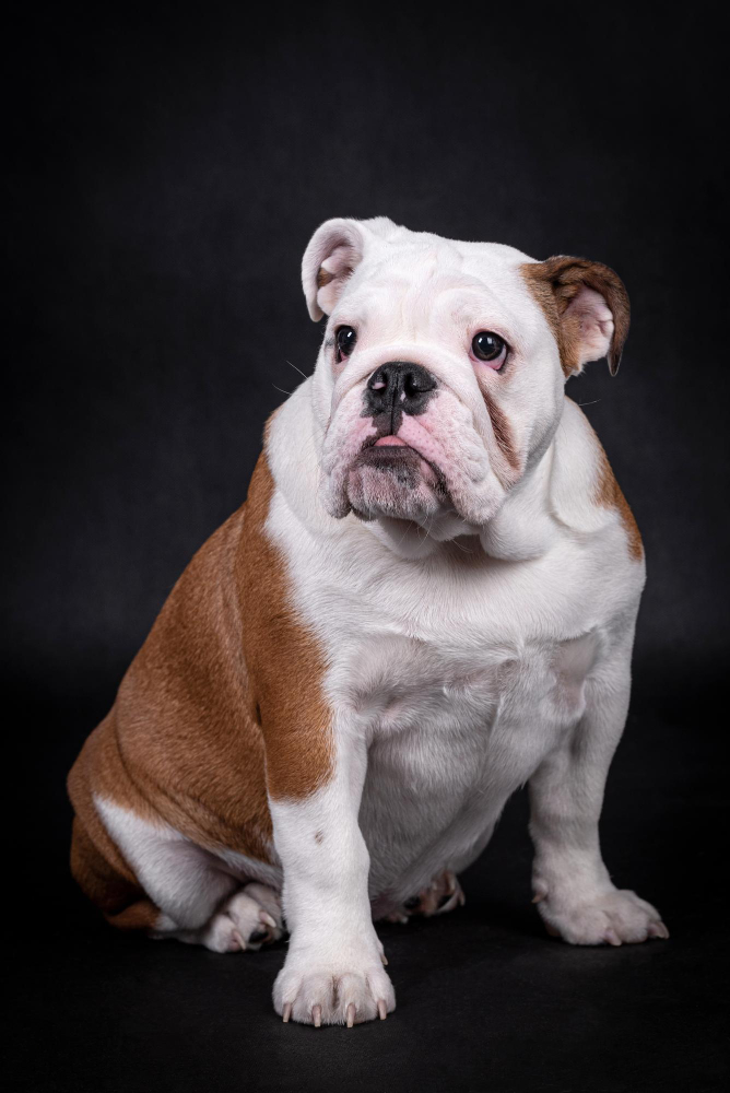 Bulldog Anglais
