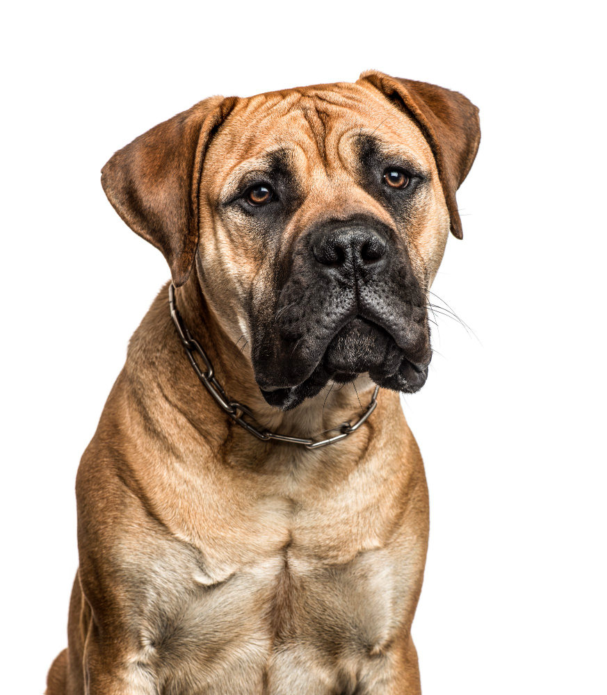 Bullmastiff