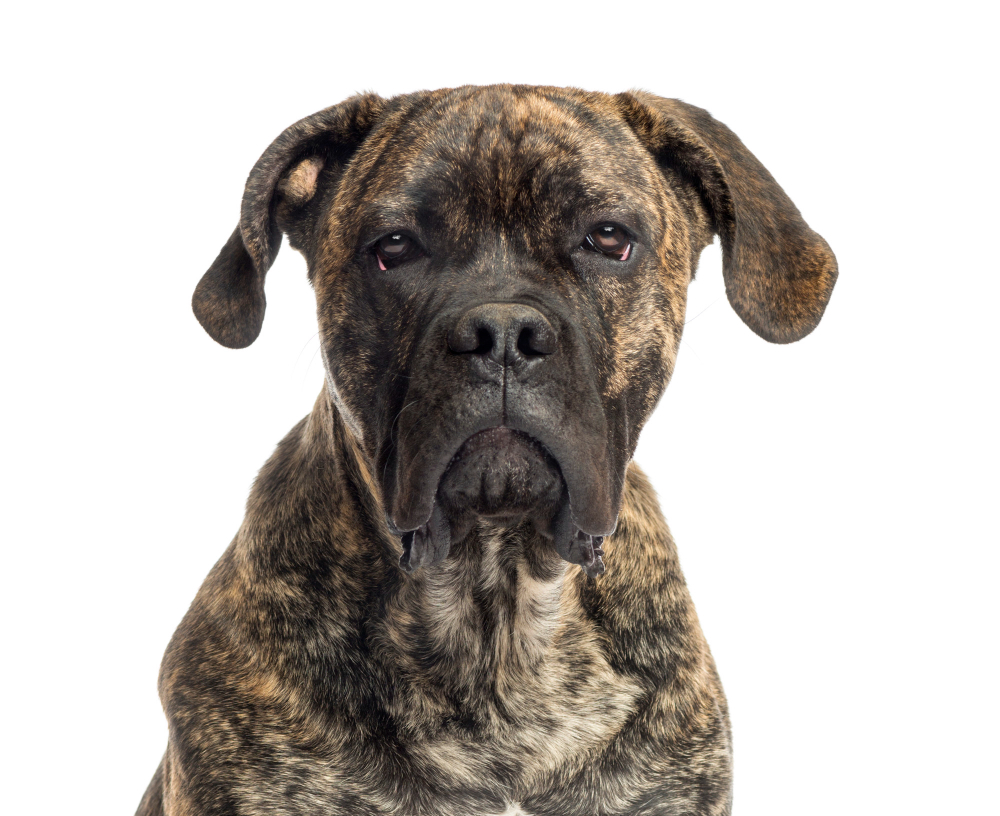 Cane Corso