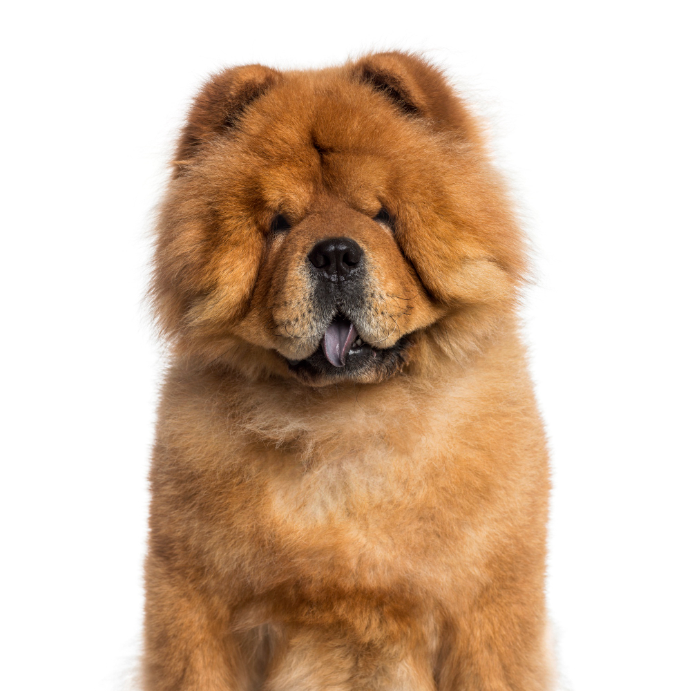 Chow Chow