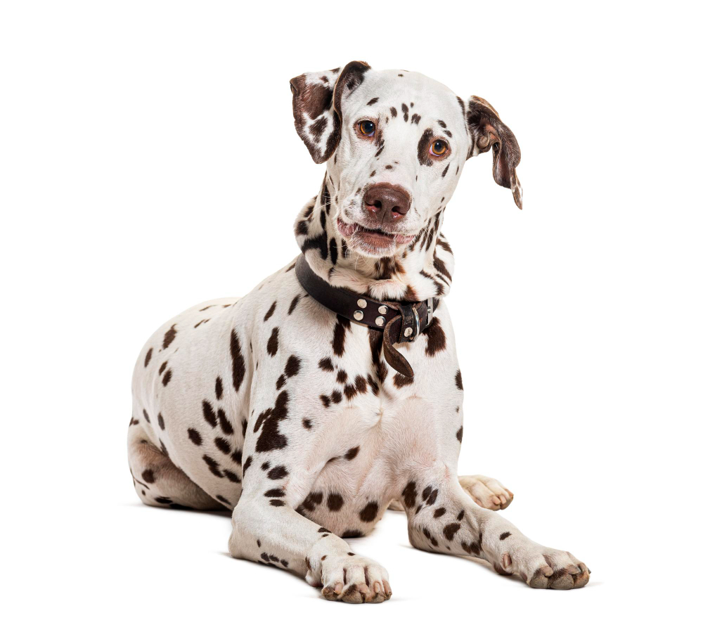 Dalmatien