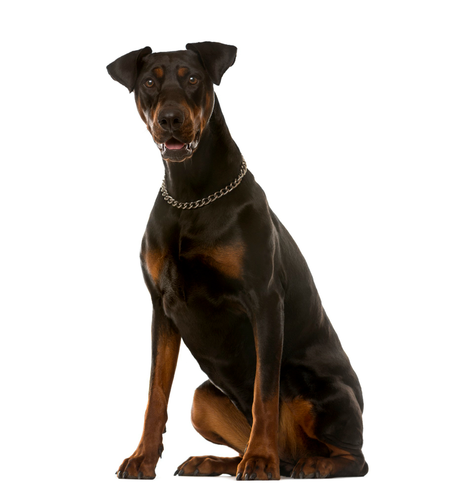 Doberman