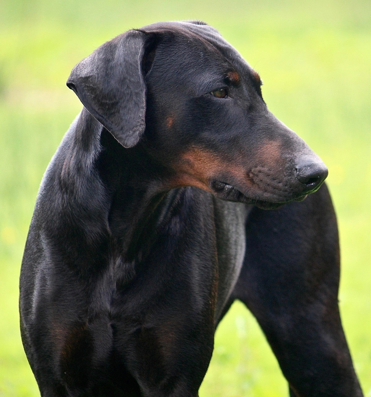 Doberman