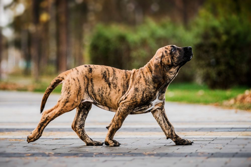 Fila Brasileiro
