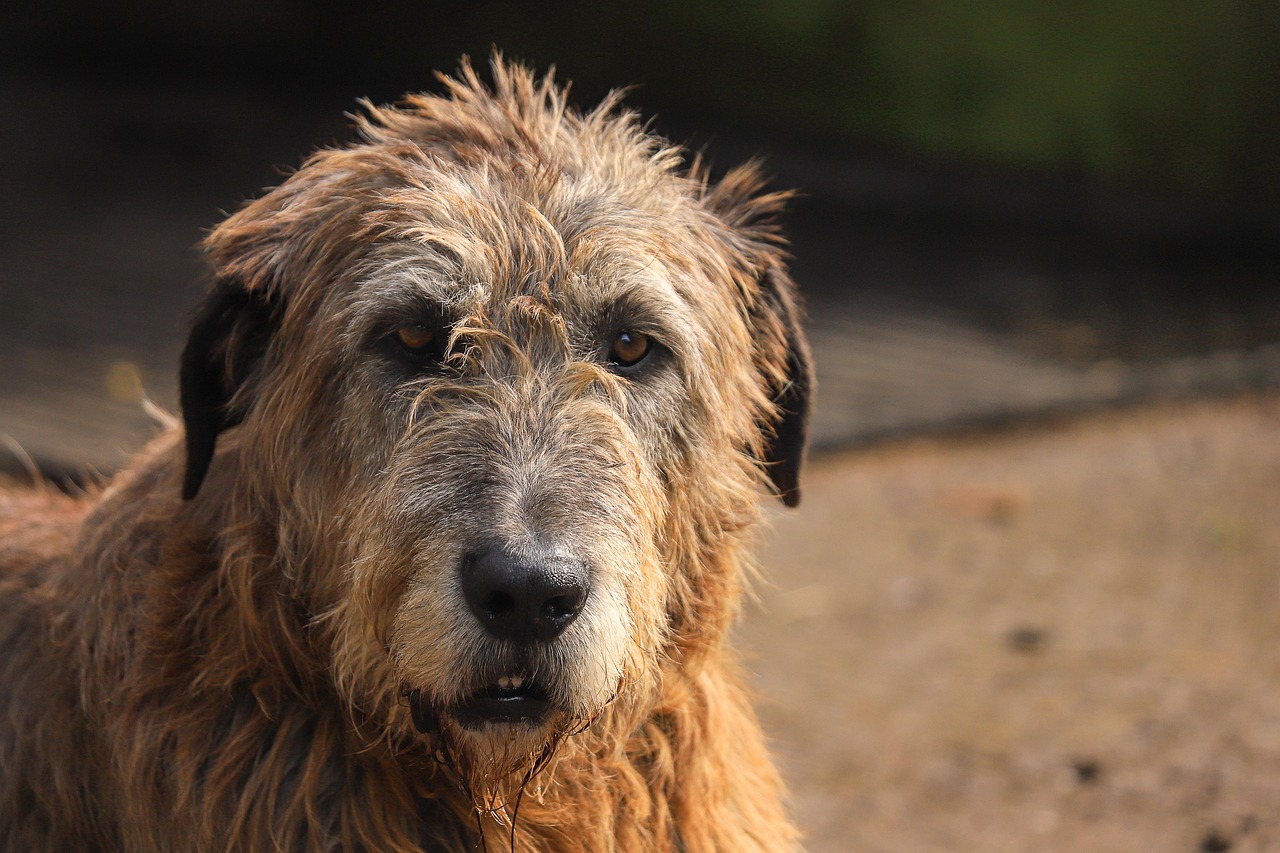Irish Wolfhound