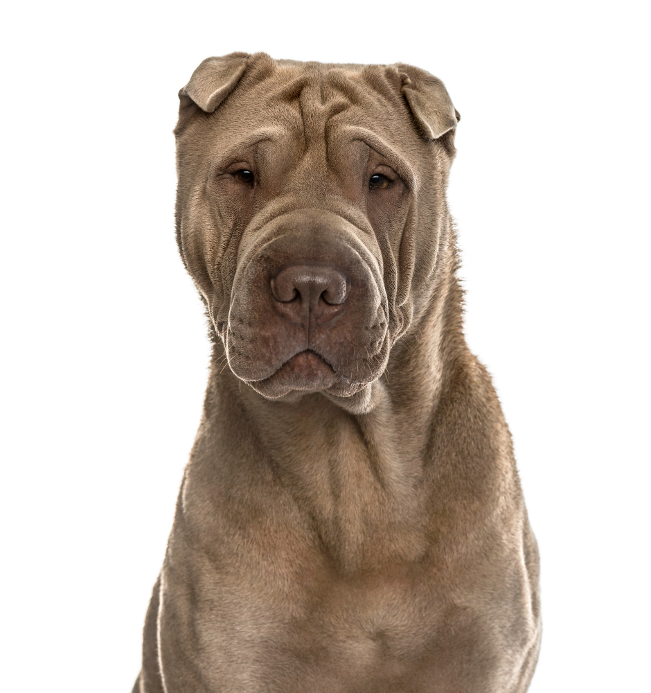 Shar Pei
