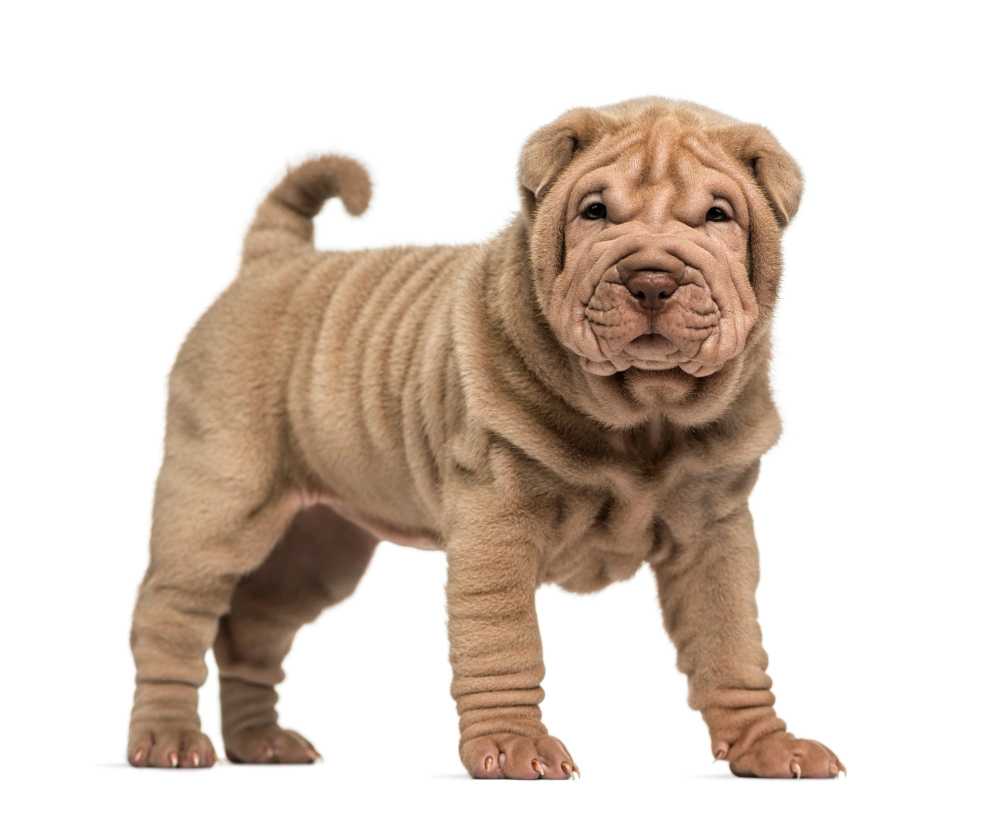 Shar Pei