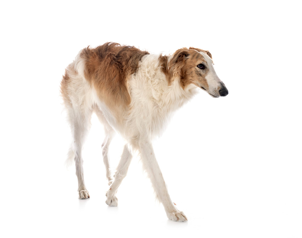 Barzoi
