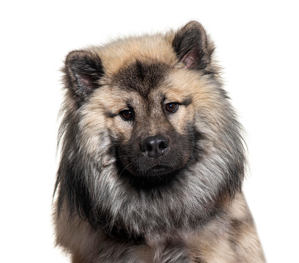 Eurasier