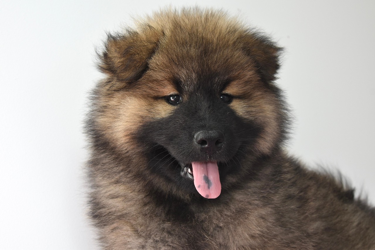 Eurasier
